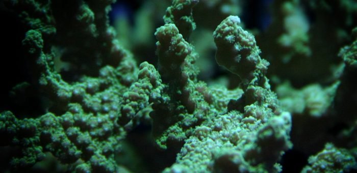 Fertilizantes Fert do Reino - A solução sustentável para a saúde do seu jardim. Nossos produtos são compostos por microorganismos eficientes, que melhoram a qualidade do solo e estimulam o crescimento saudável das plantas. Com uma ampla gama de fertilizantes e substratos contendo a fórmula de microorganismos eficientes, a Fert do Reino oferece uma solução sustentável e eficiente para o cuidado do seu jardim. Aproveite os benefícios dos microorganismos eficientes e transforme a saúde das suas plantas com os produtos Fert do Reino. Compre agora e garanta um jardim mais saudável e sustentável!